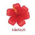 Hibiscus illustration. Vibrant red tropical flower. Realistic botanical hand drawn painting isolated on white background Royalty Free Stock Photo