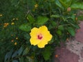 Hibiscus is a Indian very beautiful flowers all colour images Royalty Free Stock Photo