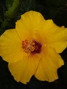 Hibiscus is a Indian very beautiful flowers all colour images Royalty Free Stock Photo