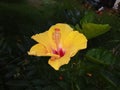 Hibiscus is a Indian very beautiful flowers all colour images Royalty Free Stock Photo