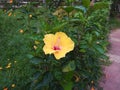 Hibiscus is a Indian very beautiful flowers all colour images Royalty Free Stock Photo