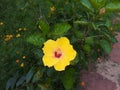 Hibiscus is a Indian very beautiful flowers all colour images Royalty Free Stock Photo