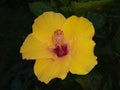 Hibiscus is a Indian very beautiful flowers all colour images Royalty Free Stock Photo