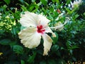 Hibiscus