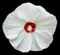 Hibiscus 'Kopper King' isolated Royalty Free Stock Photo