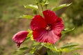 Hibiscus, a large fresh red flower in the garden. This flower makes great aromatic teas Royalty Free Stock Photo