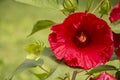 Hibiscus, a large fresh red flower in the garden. This flower makes great aromatic teas Royalty Free Stock Photo