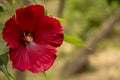 Hibiscus, a large fresh red flower in the garden. This flower makes great aromatic teas