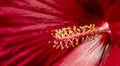 Hibiscus, a large fresh red flower in the garden. This flower makes great aromatic teas Royalty Free Stock Photo