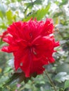 Hibiscus Latin: Hibiscus rosa-sinensis L. is a shrub of the Malvaceae family that originates from East Asia