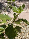 Hibiscus leaves 4572