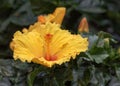 Hibiscus Longlife. Portrait. Flowers for gardens, parks, balconies Royalty Free Stock Photo