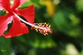 Hibiscus mallow flower up view Royalty Free Stock Photo