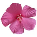 hibiscus mallow pink flower isolated over white Royalty Free Stock Photo