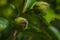 Hibiscus Malvaceae green bud and foliage, plant before flowering in spring. Soft focused macro shot