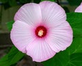 Hibiscus Malvaceae, Hibiscus moscheutos, Hibiscus trionum marsh pink, beautiful flower with deep pink center and delicate pink Royalty Free Stock Photo