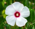 Hibiscus Malvaceae, Hibiscus moscheutos, Hibiscus trionum marsh white beautiful and delicate white flower with pink center.