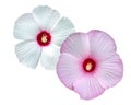 Hibiscus Malvaceae, Hibiscus moscheutos, Hibiscus trionum white and pink flower. Package design. Gentle nature, Kopper King,