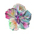 Hibiscus many colorful watercolor simple tropical flower on a white background vintage vector