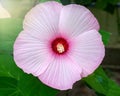 Hibiscus marsh pink, beautiful flower with deep pink center and delicate pink leaves. Varieties Gentle nature, Kopper King, Summer Royalty Free Stock Photo