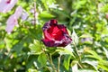 Hibiscus Moscheutos, beautiful flowers in botanical garden Royalty Free Stock Photo