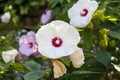 Hibiscus Moscheutos, beautiful flowers in botanical garden Royalty Free Stock Photo