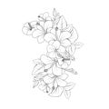 hibiscus moscheutos flower coloring page line art with vector stroke graphic