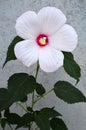 Hibiscus moscheutos flower on grunge background Royalty Free Stock Photo