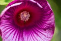 Hibiscus moscheutos of Malvaceae family. Blooming flower close up. Floral background. Shallow depth of field. Royalty Free Stock Photo