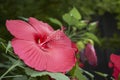 Hibiscus moscheutos red inflorescence