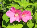 Hibiscus moscheutos, the rose mallow