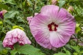 Hibiscus moscheutos (rose mallow).