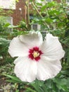 Hibiscus moscheutos, the rose mallow, swamp rose-mallow, crimsoneyed rosemallow, or eastern rosemallow,