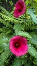 Hibiscus moscheutos, the rose mallow, swamp rose-mallow, crimsoneyed rosemallow Royalty Free Stock Photo