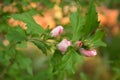 Hibiscus mutabilis - Changing rose, confederate rose, Dixie rosemallow, or cotton rosemallow flower and buds on a branch