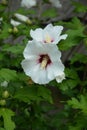 Hibiscus mutabilis - Changing rose, confederate rose, Dixie rosemallow, or cotton rosemallow flower and buds on a branch