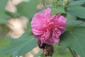 Hibiscus mutabilis Royalty Free Stock Photo