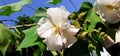 Hibiscus Mutabilis Flower on Green Leaves Background Royalty Free Stock Photo