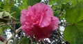 Pink Hibiscus Mutabilis Flower on Green Leaves Background Royalty Free Stock Photo