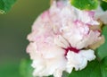 Hibiscus Mutabilis pink soft frilly flower background Royalty Free Stock Photo