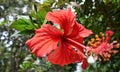 Hibiscus