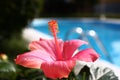 Hibiscus near a swimming pool