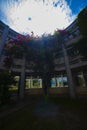 Hibiscus near the white archetecture at Ohama beach in Amami oshima Kagoshima Royalty Free Stock Photo