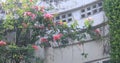 Hibiscus near the white archetecture at Ohama beach in Amami oshima Kagoshima