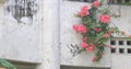 Hibiscus near the white archetecture at Ohama beach in Amami oshima Kagoshima