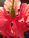 Hibiscus petals and vains