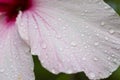 Hibiscus petals