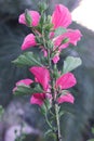 Hibiscus pink 8511 c2