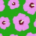 Hibiscus. Pink floral seamless pattern on green background Royalty Free Stock Photo