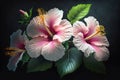 Hibiscus pink flower banner over dark background. Royalty Free Stock Photo